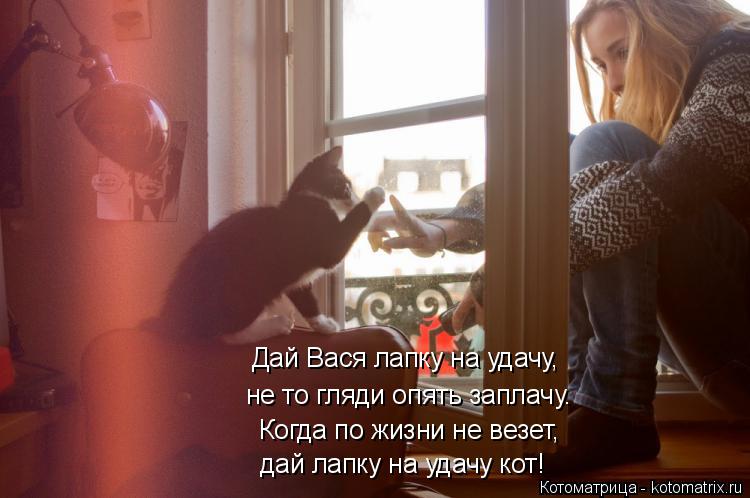 Котоматрица: не то гляди опять заплачу. Когда по жизни не везет, дай лапку на удачу кот! Дай Вася лапку на удачу,