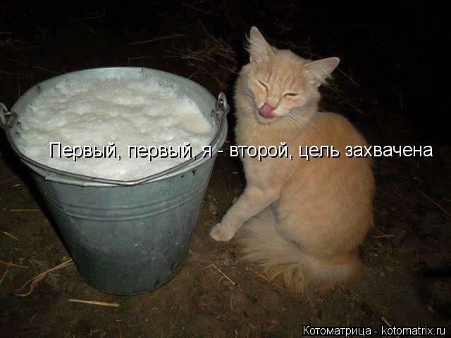 Котоматрица: Первый, первый, я - второй, цель захвачена