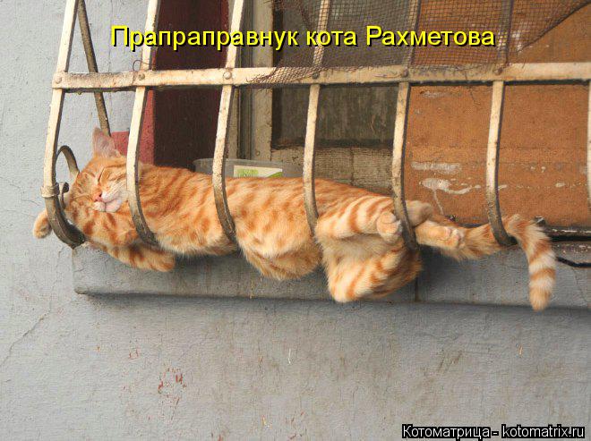 Прапраправнук кота Рахметова... Котоматрица: Прапраправнук кота Рахметова