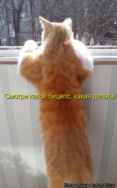 Котоматрица: Смотри какой бицепс, какая дельта!