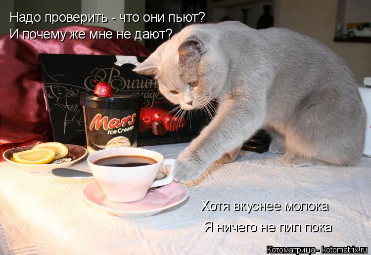 Надо проверить - что они пьют? И почему же мне не дают? Хотя вкуснее молока Я ничего не пил пока... Котоматрица: Надо проверить - что они пьют? И почему же мне не дают? Хотя вкуснее молока Я ничего не пил пока