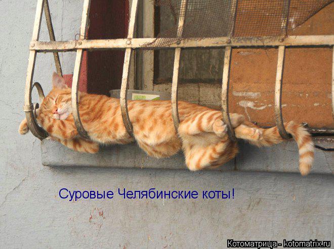 Котоматрица: Суровые Челябинские коты!