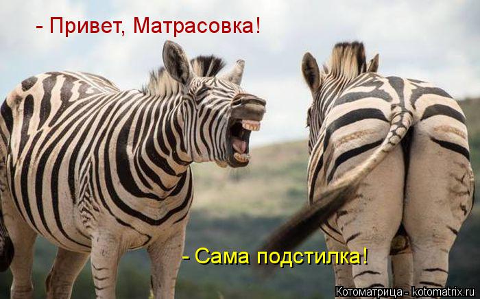 Котоматрица: - Привет, Матрасовка! - Сама подстилка!
