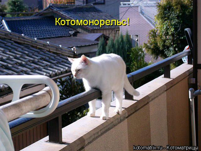 Котомонорельс!... Котоматрица: Котомонорельс!