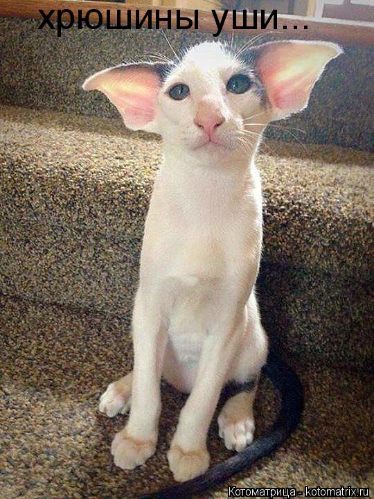 Котоматрица: хрюшины уши...
