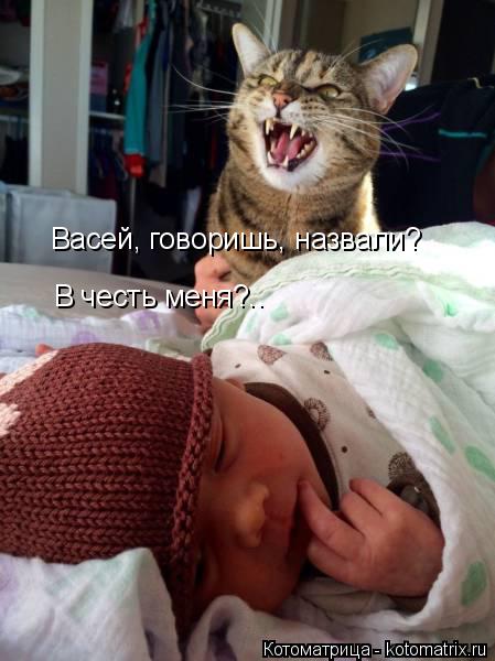 Котоматрица: Васей, говоришь, назвали? В честь меня?..