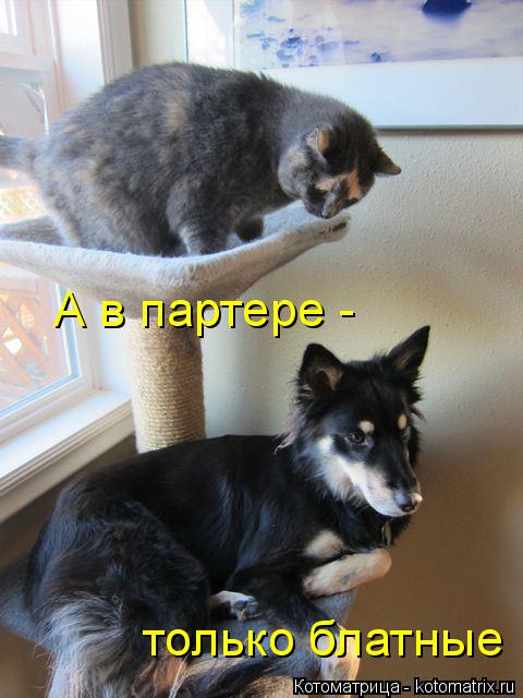 Котоматрица: А в партере - только блатные