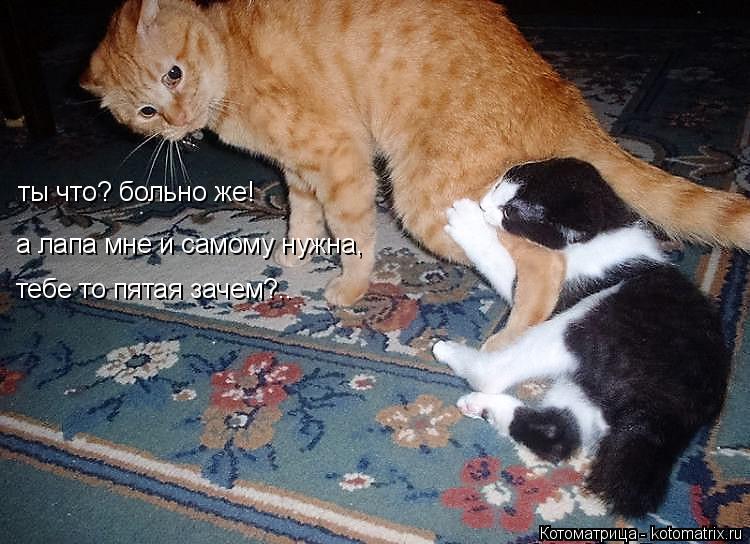 Котоматрица: ты что? больно же! а лапа мне и самому нужна, тебе то пятая зачем?..