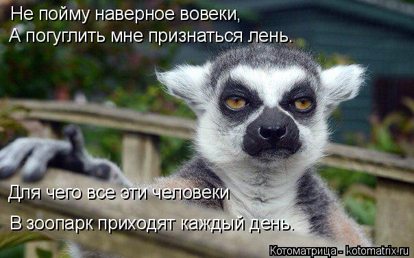 Не пойму наверное вовеки, А погуглить мне признаться лень. Для чего все эти человеки В зоопарк приход... Котоматрица: Не пойму наверное вовеки, А погуглить мне признаться лень. Для чего все эти человеки В зоопарк приходят каждый день.