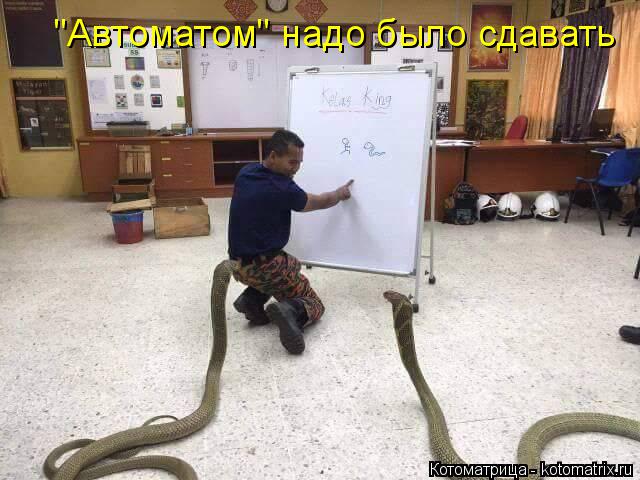 Котоматрица: "Автоматом" надо было сдавать