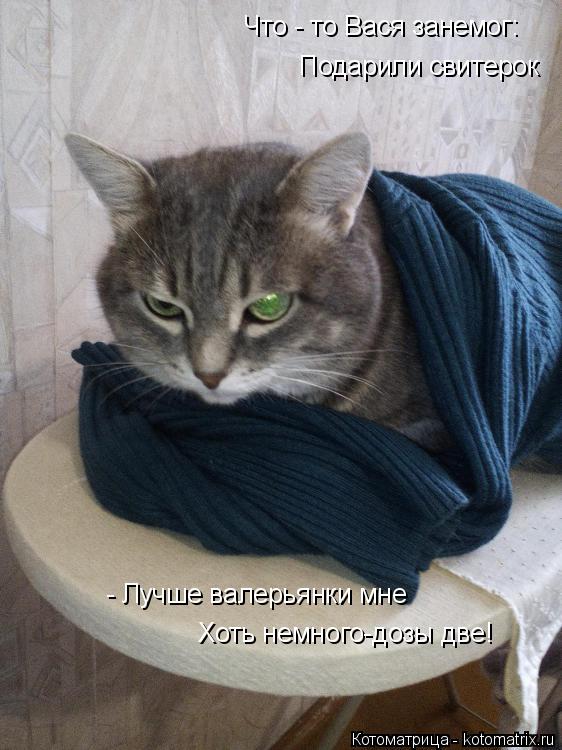 Котоматрица: Подарили свитерок - Лучше валерьянки мне Хоть немного-дозы две! Что - то Вася занемог: