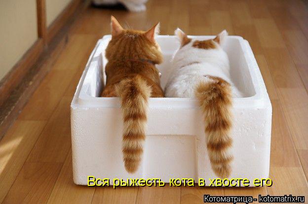 Вся рыжесть кота в хвосте его... Котоматрица: Вся рыжесть кота в хвосте его