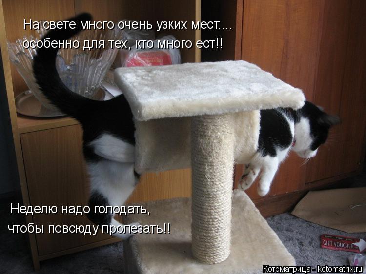 На свете много очень узких мест.... особенно для тех, кто много ест!! Неделю надо голодать, чтобы пов... Котоматрица: На свете много очень узких мест.... особенно для тех, кто много ест!! Неделю надо голодать, чтобы повсюду пролезать!!