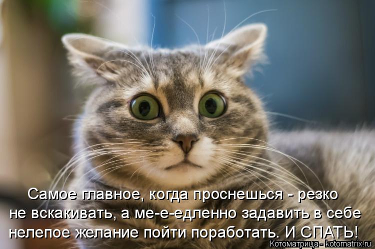 Самое главное, когда проснешься - резко не вскакивать, а ме-е-едленно задавить в себе нелепое желани... Котоматрица: Самое главное, когда проснешься - резко не вскакивать, а ме-е-едленно задавить в себе нелепое желание пойти поработать. И СПАТЬ!