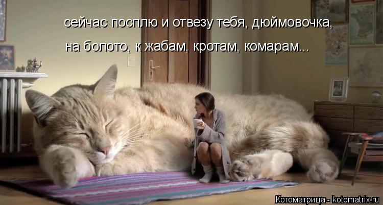 Котоматрица: сейчас посплю и отвезу тебя, дюймовочка, на болото, к жабам, кротам, комарам...
