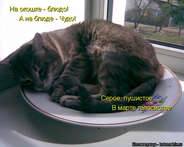 На окошке - блюдо! А на блюде - Чудо! Серое, пушистое... В марте голосистое... Котоматрица: На окошке - блюдо! А на блюде - Чудо! Серое, пушистое... В марте голосистое
