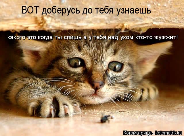 ВОТ доберусь до тебя узнаешь какого это когда ты спишь а у тебя над ухом кто-то жужжит!... Котоматрица: ВОТ доберусь до тебя узнаешь какого это когда ты спишь а у тебя над ухом кто-то жужжит!
