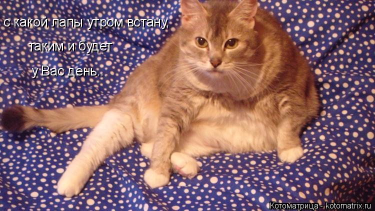 Котоматрица: с какой лапы утром встану, таким и будет у Вас день...