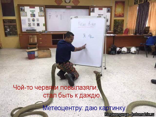 Котоматрица: Чой-то червяки повылазяли, стал быть к даждю. Метеоцентру: даю картинку