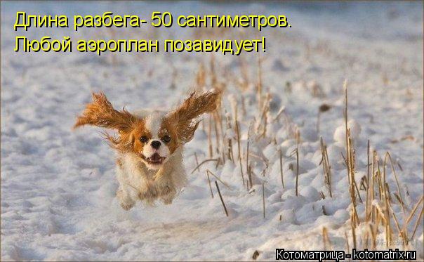 Длина разбега- 50 сантиметров. Любой аэроплан позавидует!... Котоматрица: Длина разбега- 50 сантиметров. Любой аэроплан позавидует!