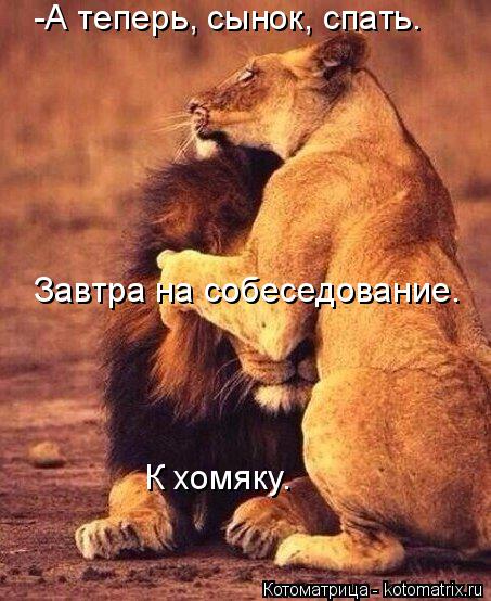 Котоматрица: -А теперь, сынок, спать. Завтра на собеседование. К хомяку.