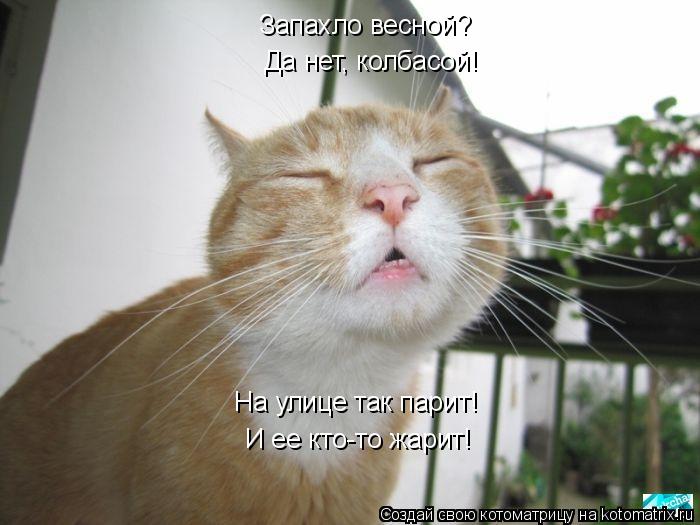 Запахло весной? На улице так парит! И ее кто-то жарит! Да нет, колбасой!... Котоматрица: Запахло весной? На улице так парит! И ее кто-то жарит! Да нет, колбасой!