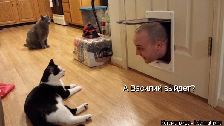 Котоматрица: А Василий выйдет?