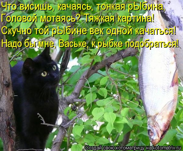 Котоматрица: Что висишь, качаясь, тонкая рЫбина, Головой мотаясь? Тяжкая картина! Скучно той рЫбине век одной качаться! Надо бы мне, Ваське, к рыбке подобр