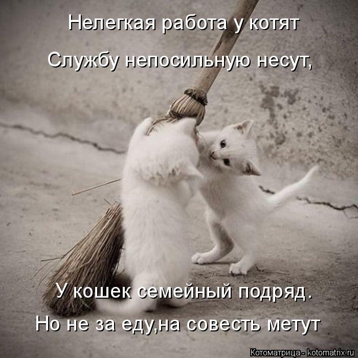 Котоматрица: Нелегкая работа у котят Службу непосильную несут, У кошек семейный подряд. Но не за еду,на совесть метут