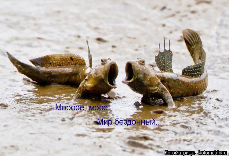 - Моооре, море! Мир бездонный...... Котоматрица: - Моооре, море! Мир бездонный...
