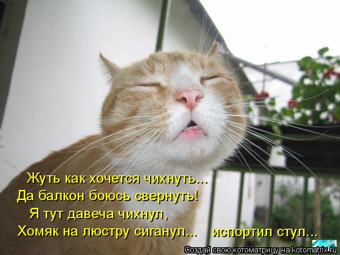Жуть как хочется чихнуть... Да балкон боюсь свернуть! Я тут давеча чихнул, Хомяк на люстру сиганул...... Котоматрица: Жуть как хочется чихнуть... Да балкон боюсь свернуть! Я тут давеча чихнул, Хомяк на люстру сиганул... испортил стул...