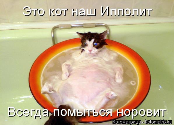 Это кот наш Ипполит Всегда помыться норовит... Котоматрица: Это кот наш Ипполит Всегда помыться норовит