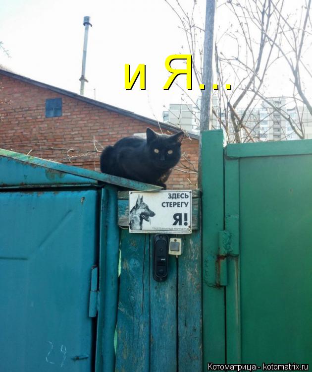 Котоматрица: и Я...
