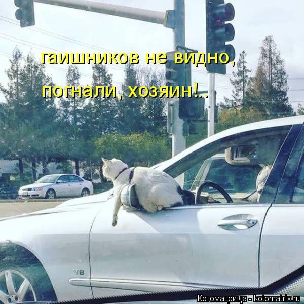 Котоматрица: гаишников не видно, погнали, хозяин!..