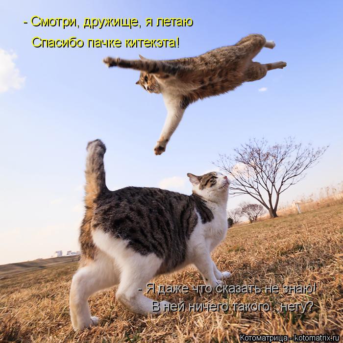 - Смотри, дружище, я летаю Спасибо пачке китекэта! - Я даже что сказать не знаю! В ней ничего такого.... Котоматрица: - Смотри, дружище, я летаю Спасибо пачке китекэта! - Я даже что сказать не знаю! В ней ничего такого...нету?