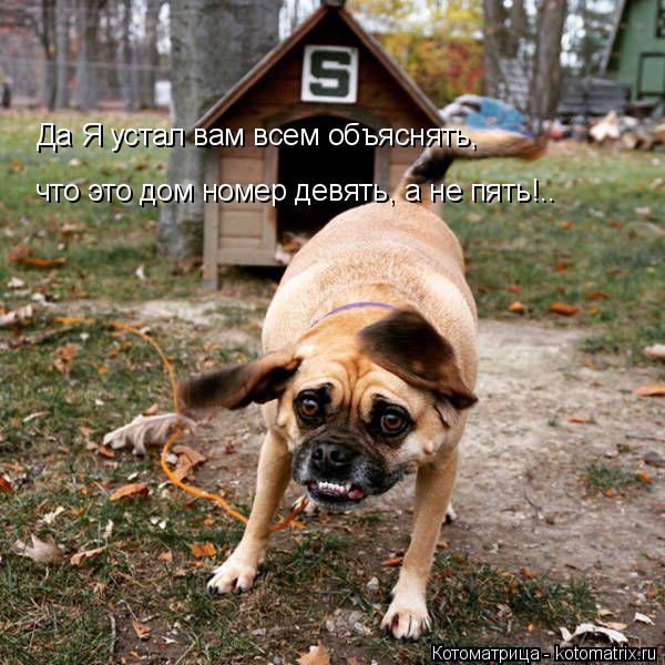 Котоматрица: Да Я устал вам всем объяснять, что это дом номер девять, а не пять!..