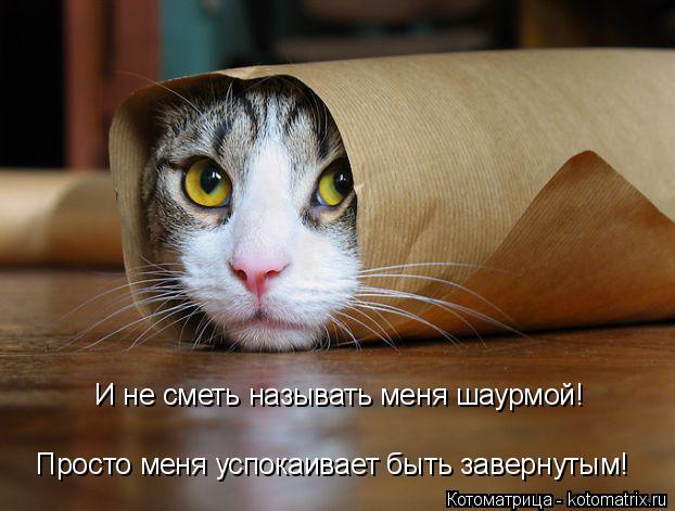 И не сметь называть меня шаурмой! Просто меня успокаивает быть завернутым!... Котоматрица: И не сметь называть меня шаурмой! Просто меня успокаивает быть завернутым!