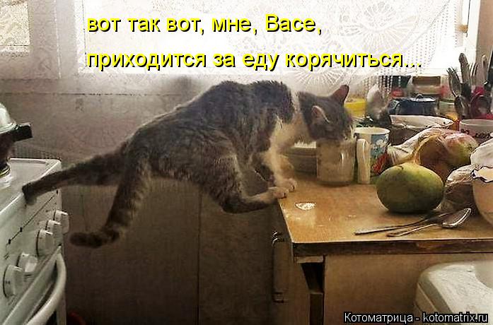 Котоматрица: вот так вот, мне, Васе, приходится за еду корячиться...