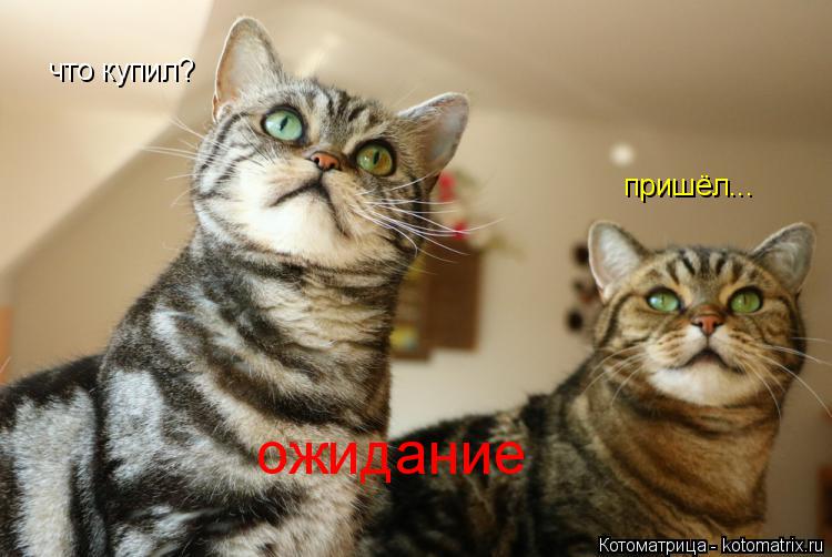 Котоматрица: что купил? пришёл... ожидание