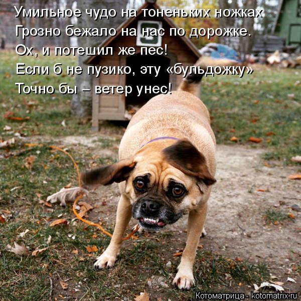 Котоматрица: Умильное чудо на тоненьких ножках Грозно бежало на нас по дорожке. Ох, и потешил же пес! Если б не пузико, эту «бульдожку» Точно бы – ветер ун