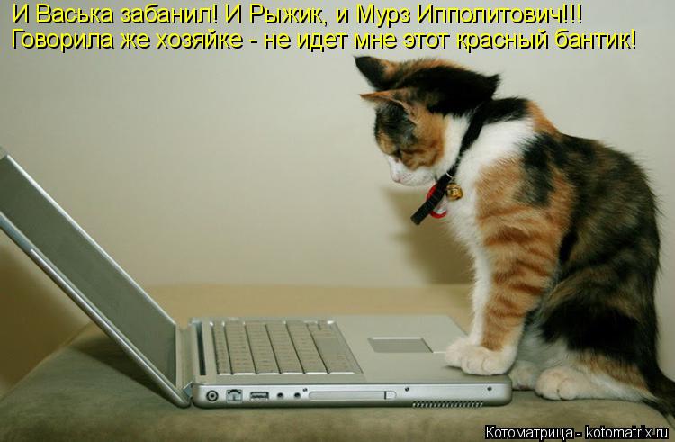Котоматрица: И Васька забанил! И Рыжик, и Мурз Ипполитович!!! Говорила же хозяйке - не идет мне этот красный бантик!