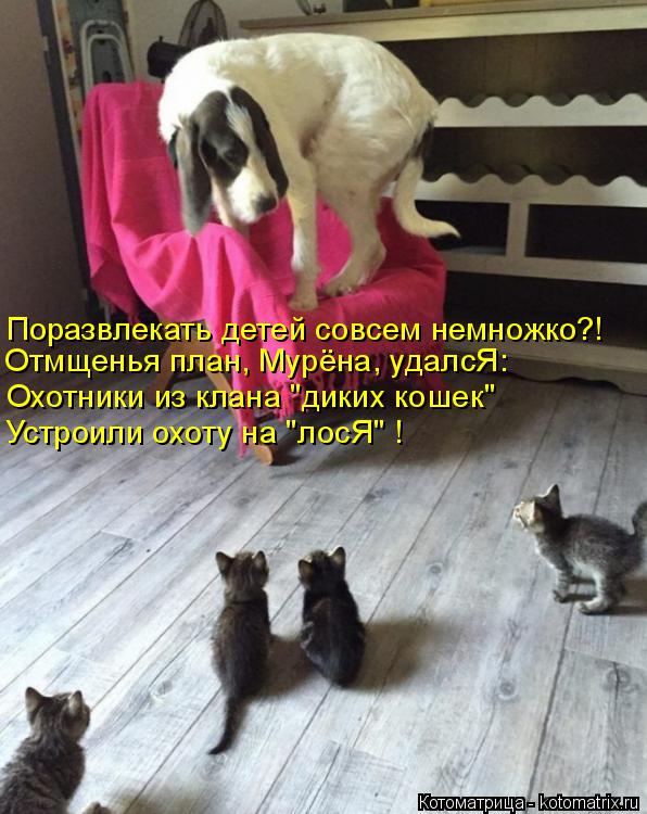 Котоматрица: Поразвлекать детей совсем немножко?! Отмщенья план, Мурёна, удалсЯ: Охотники из клана "диких кошек" Устроили охоту на "лосЯ" !