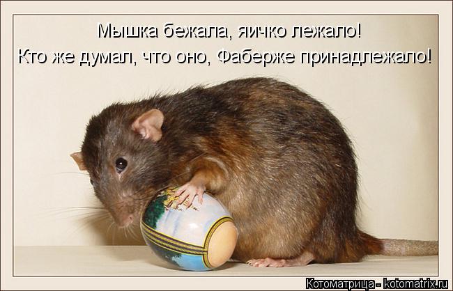Котоматрица: Мышка бежала, яичко лежало! Кто же думал, что оно, Фаберже принадлежало!