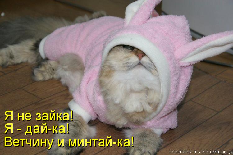 Ветчину и минтай-ка! Я - дай-ка! Я не зайка!... Котоматрица: Ветчину и минтай-ка! Я - дай-ка! Я не зайка!