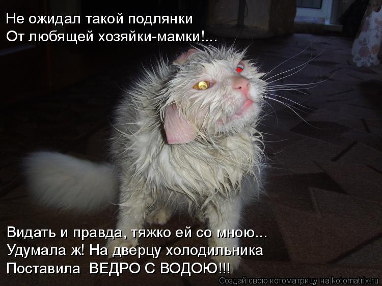 Котоматрица: Не ожидал такой подлянки От любящей хозяйки-мамки!... Видать и правда, тяжко ей со мною... Удумала ж! На дверцу холодильника Поставила  ВЕДРО С 