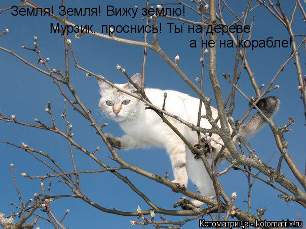 Котоматрица: Земля! Земля! Вижу землю! Мурзик, проснись! Ты на дереве а не на корабле!
