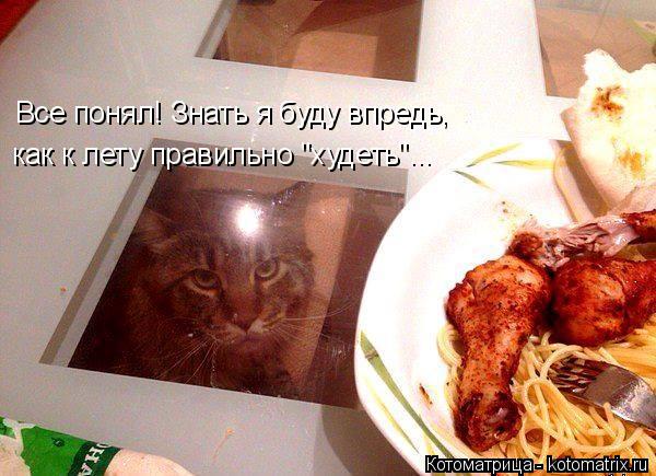 Котоматрица: Все понял! Знать я буду впредь, как к лету правильно "худеть"...