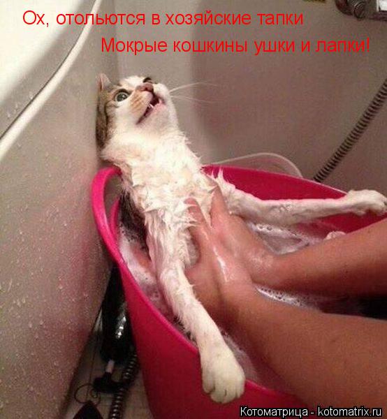 Котоматрица: Ох, отольются в хозяйские тапки Мокрые кошкины ушки и лапки!