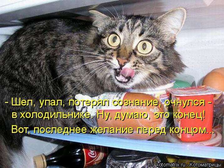 Котоматрица: - Шел, упал, потерял сознание, очнулся - в холодильнике. Ну, думаю, это конец! Вот, последнее желание перед концом...