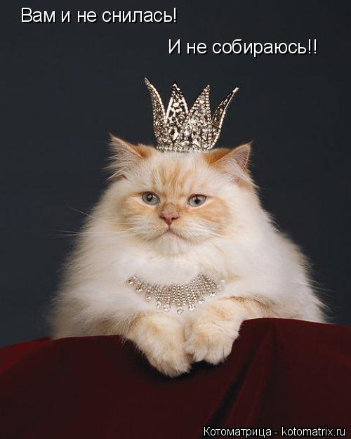 Котоматрица: Вам и не снилась! И не собираюсь!!